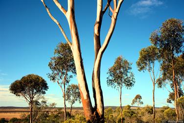 Tree at Lake Cowan Lookout, Mort Harslett Drive, Norseman, Western Australia