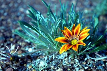 Wildflower, Norseman, Western Australia