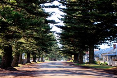 Street pines, Port Fairy, Victoria, Australia