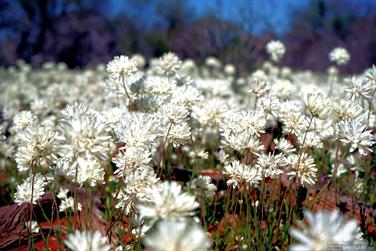 White wildflowers, North West Coastal Hwy, Meadow, Western Australia