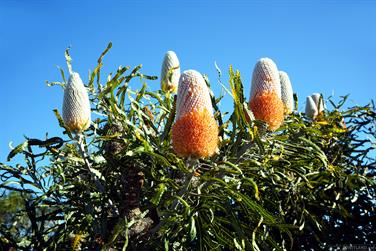 Native Banksia, N W Coastal Hwy, Murchison, Western Australia