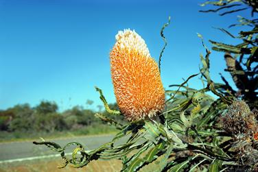 Banksia Hookeriana - Eneabba Banksia, Murchison, Western Australia