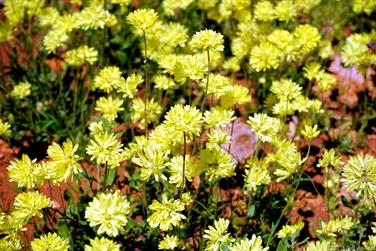 Wildflowers, N W Coastal Hwy, Murchison, Western Australia