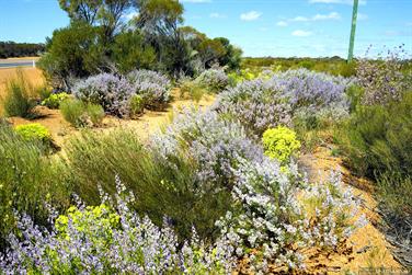 Wildflower on Great Eastern Highway, Yellowdine, Western Australia