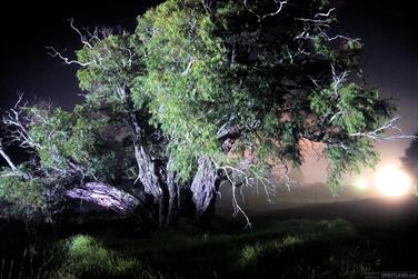 Tree in fog, Picton, Western Australia