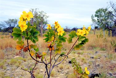Wildflowers on the Leopold Downs Rd, Kimberley, Western Australia