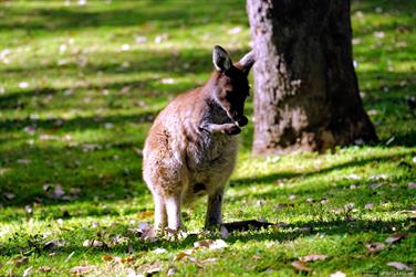 Wallaby at Serpentine Falls, Western Australia