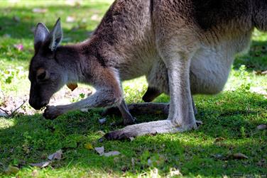 Wallaby with baby in pouch at Serpentine Falls, Western Australia