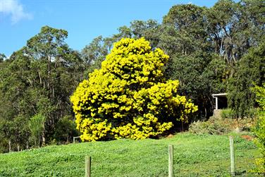 Yellow tree on Jarrahdale Rd, Jarrahdale, Western Australia
