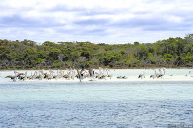 Pelicans on Devil Creek, Bremer Bay, Western Australia