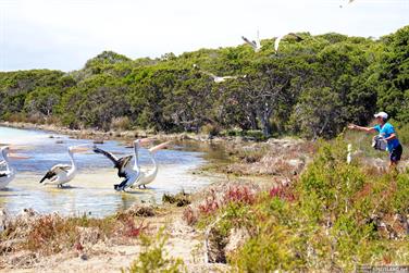 Pelicans on Devil Creek, Bremer Bay, Western Australia