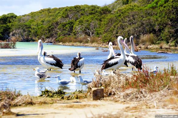 Pelicans on Devil Creek, Bremer Bay, Western Australia