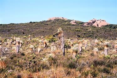 Grass Trees, Cheynes Bay, Western Australia
